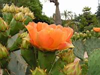 Opuntia Lindheimeri (fam Cactees) (Sud des USA) (05) (Photo F. Mrugala)